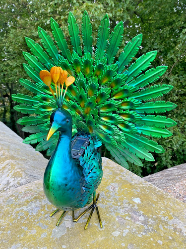 Vibrant light peacock - vibrant,