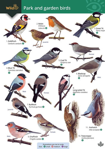 Park and garden birds - and,